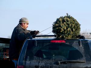 Jak bezpečně převézt vánoční stromek v autě