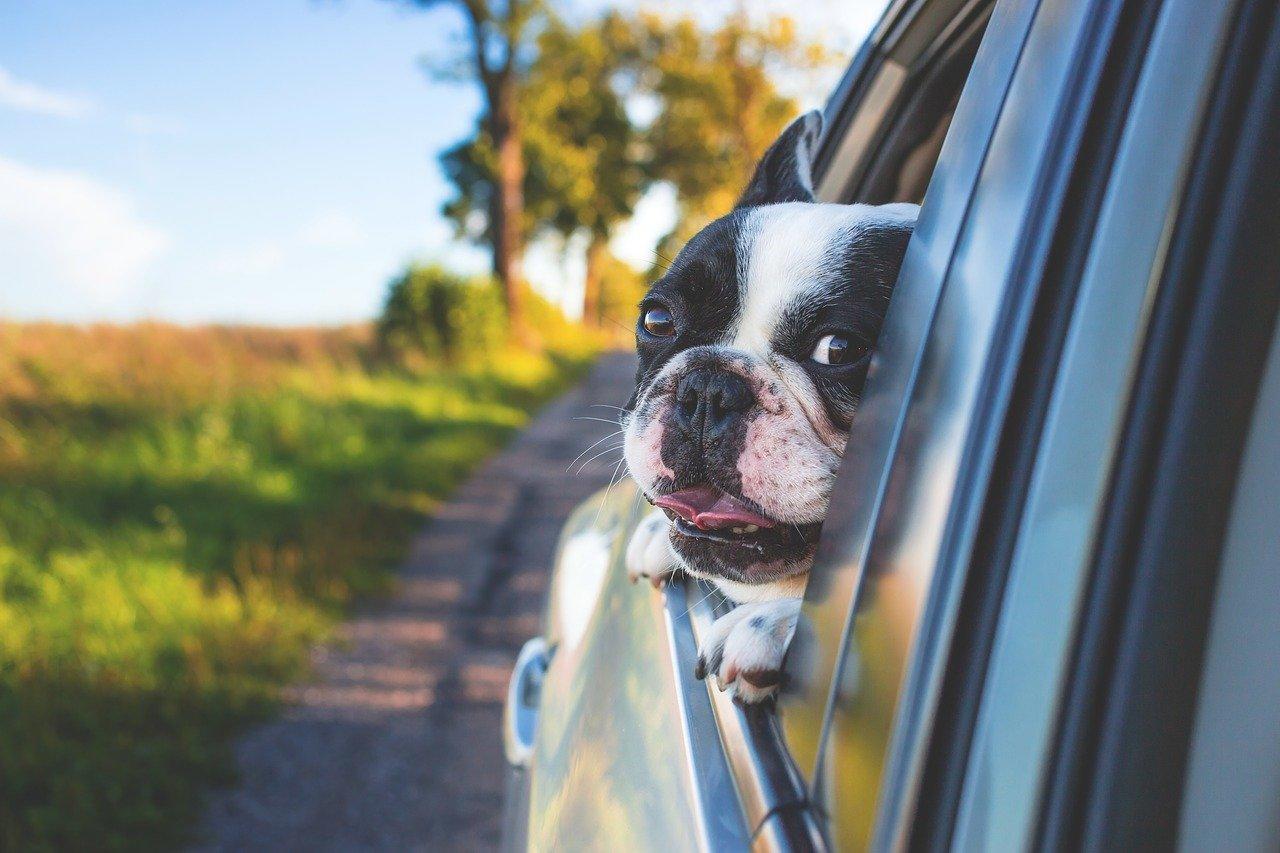 Cestování se psem autem, jak na to?