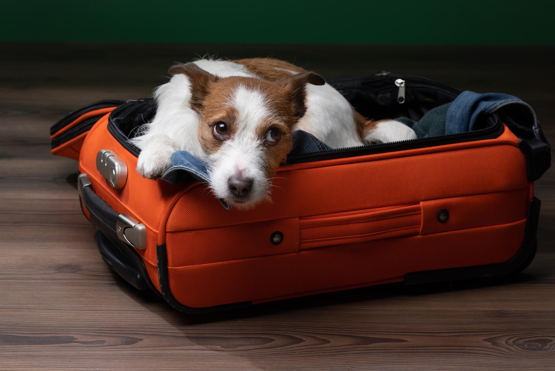 Cestovní pojistění pro psa či jiné zvíře