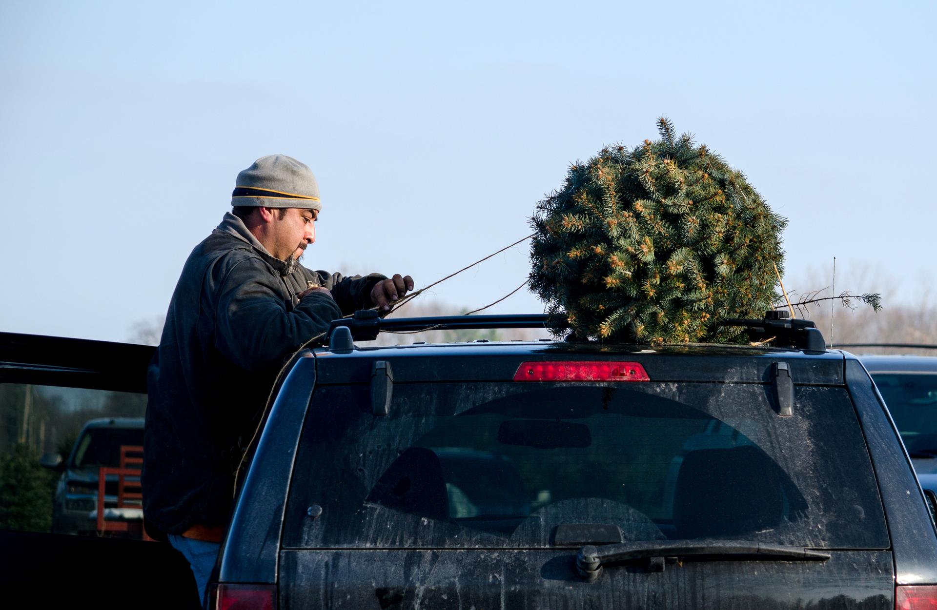 Jak bezpečně převézt vánoční stromek v autě