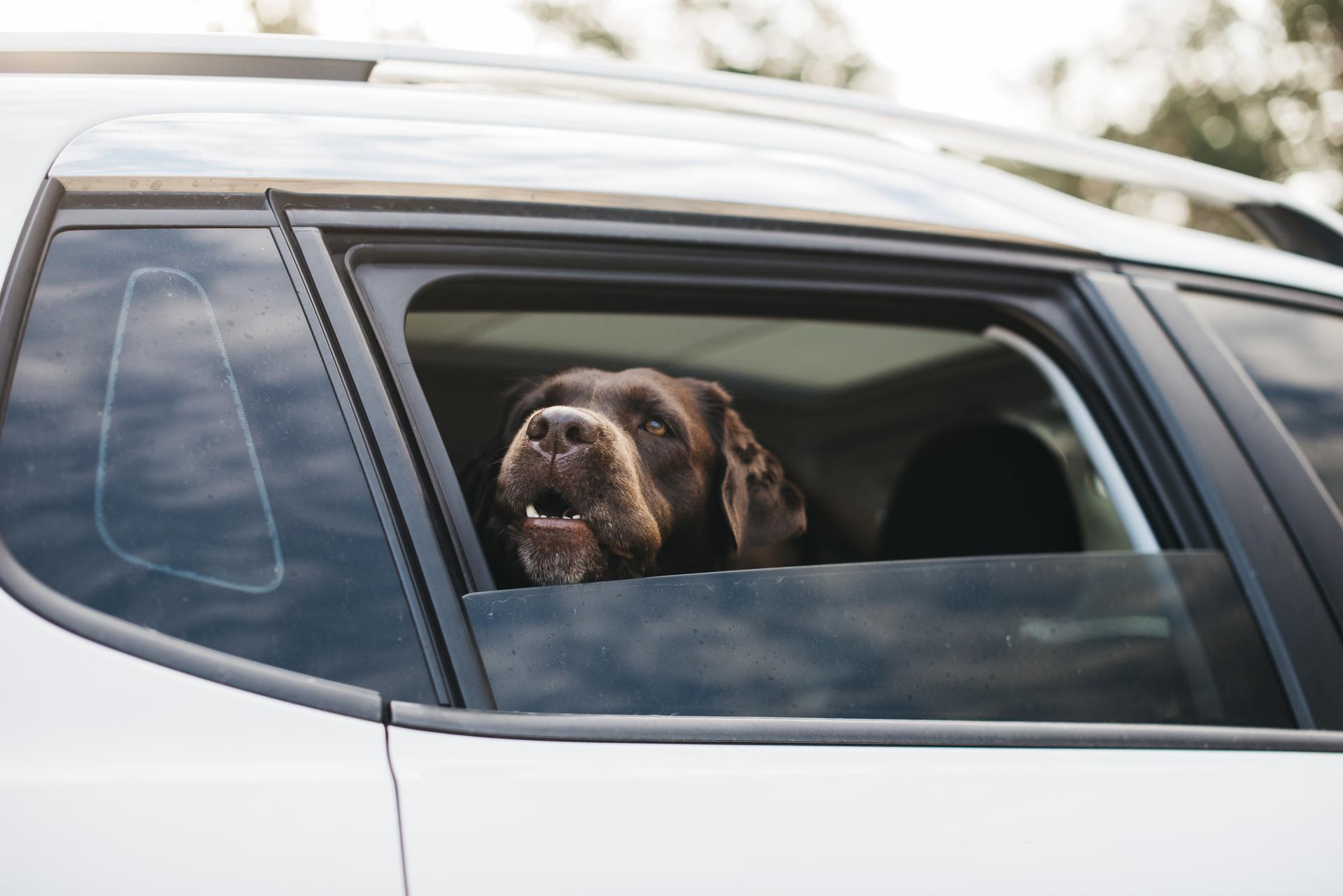 Jak přepravovat psa v autě