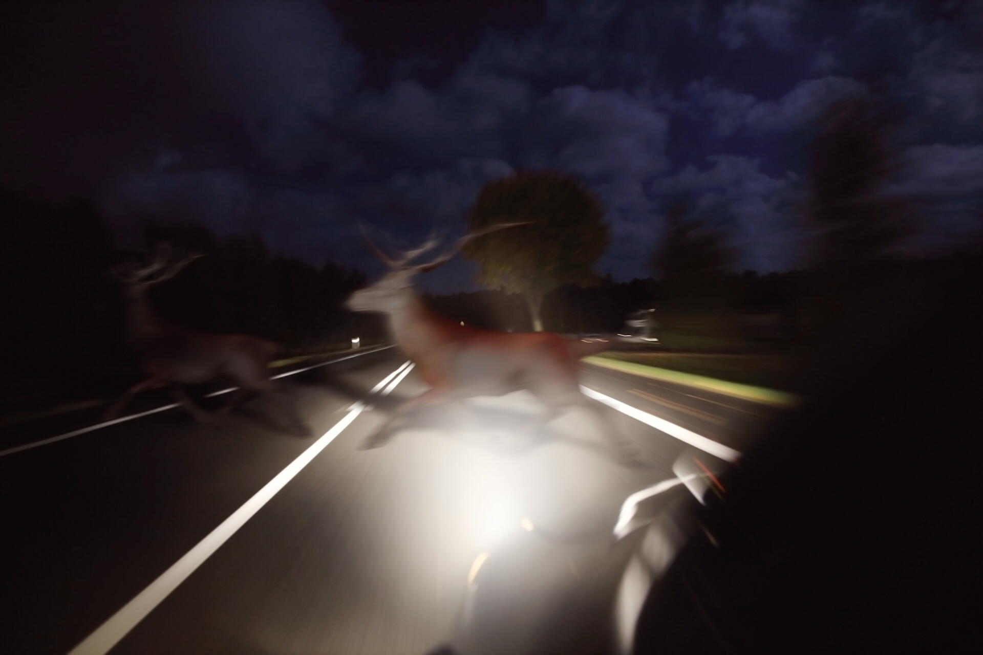 Střet se zvěří – co vám uhradí pojišťovna?