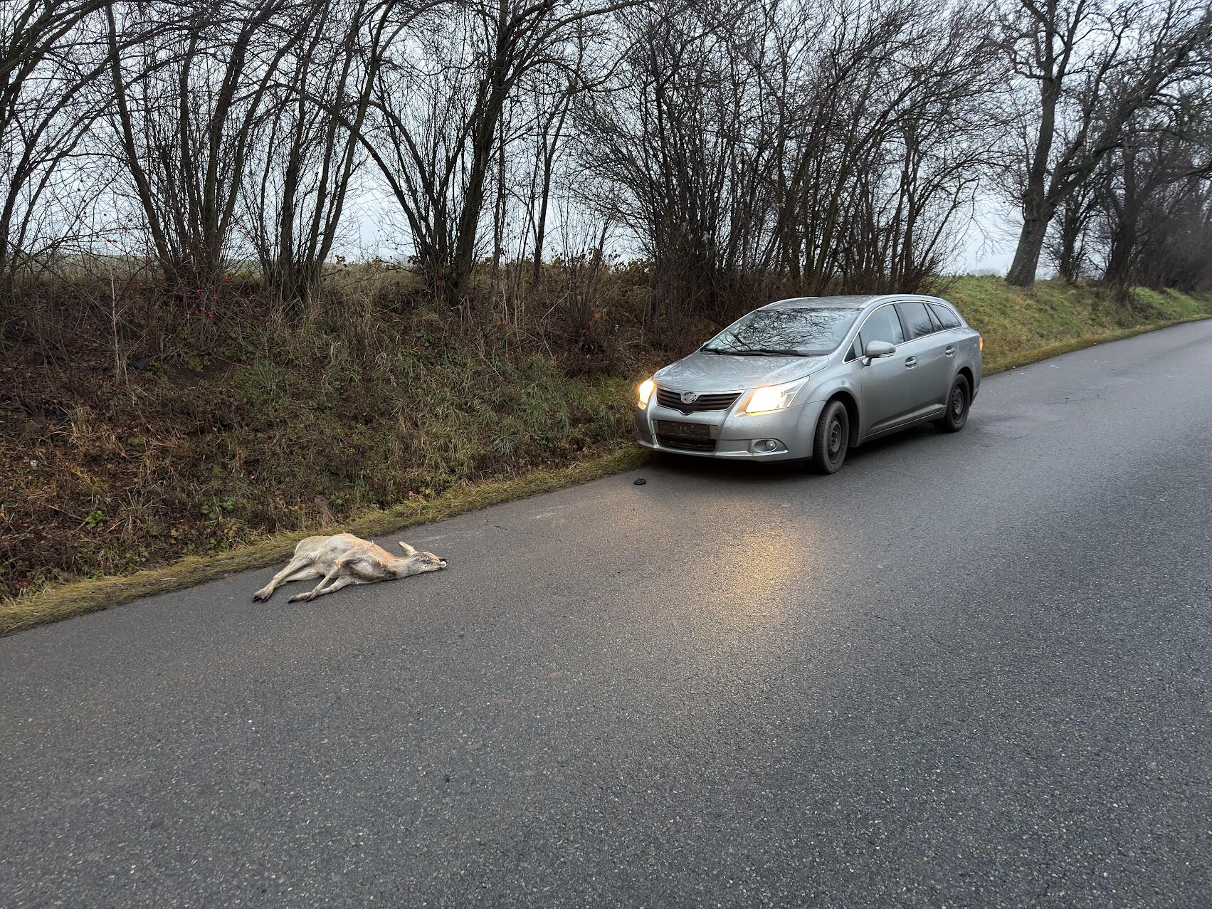 Střet se zvěří
