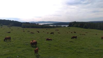 Lipno