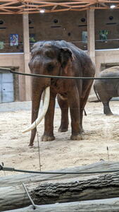 Orientarium ZOO Łódź – Alexander - největší a nejstarší indický slon v Evropě