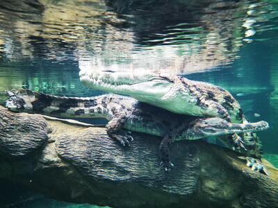 Orientarium ZOO Łódź – krokodýli Kraken a Penelopa