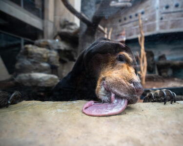 Orientarium ZOO Łódź – Medvěd malajský