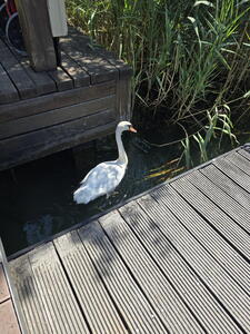 Příroda národního parku Krka