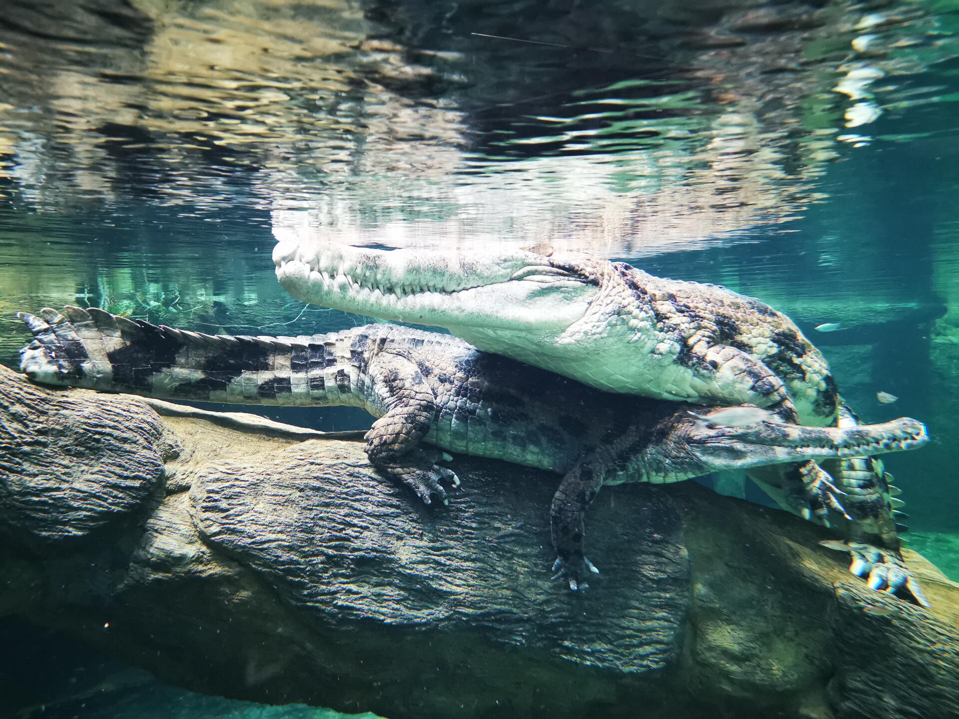 Orientarium ZOO Łódź – krokodýli Kraken a Penelopa