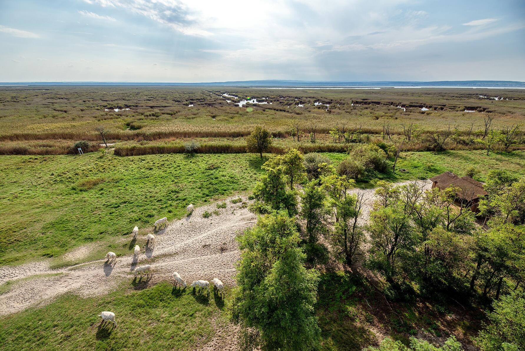 Rakouské Neziderské jezero