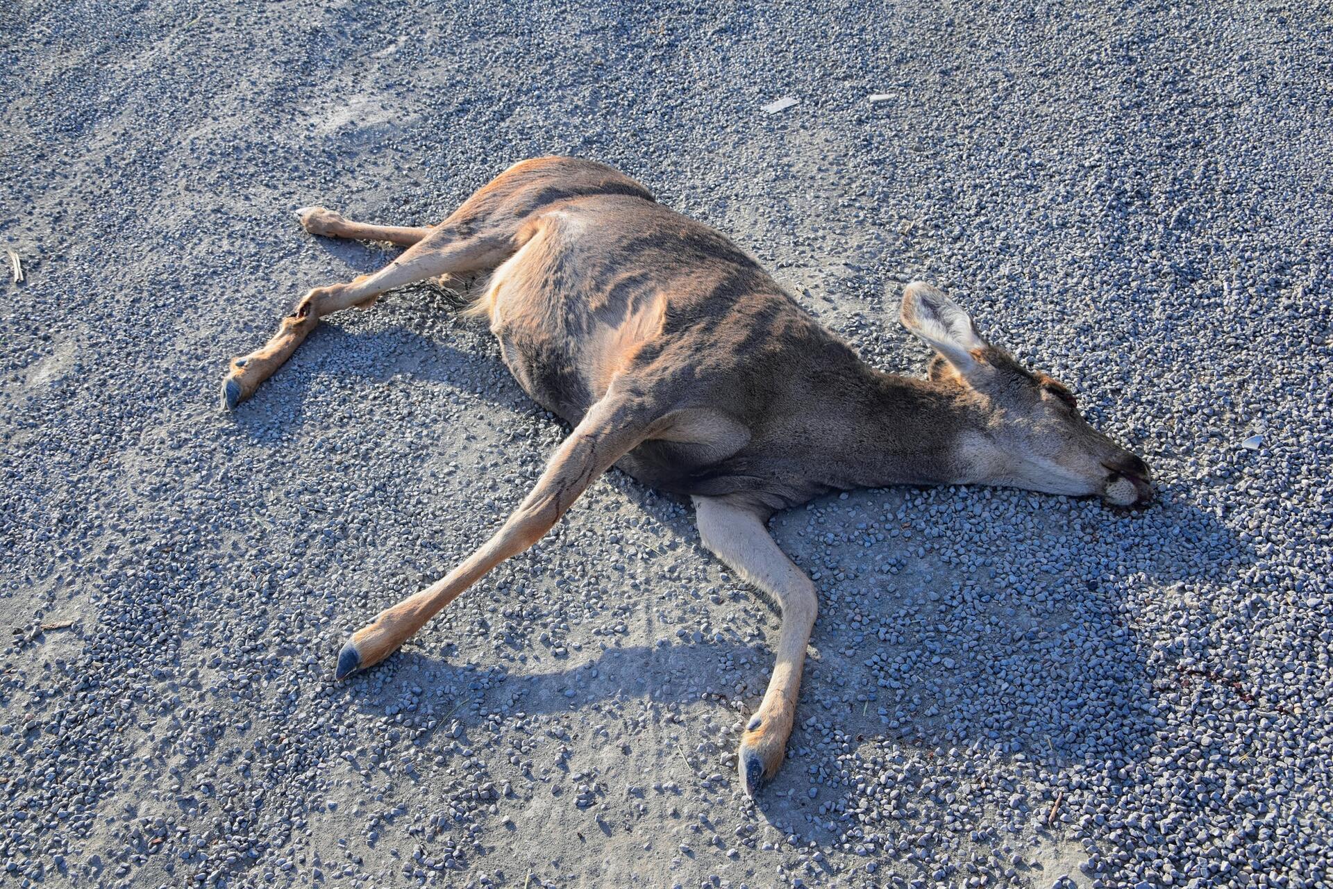 Srna na silnici představuje obří riziko. Kde ji potkáte nejčastěji?