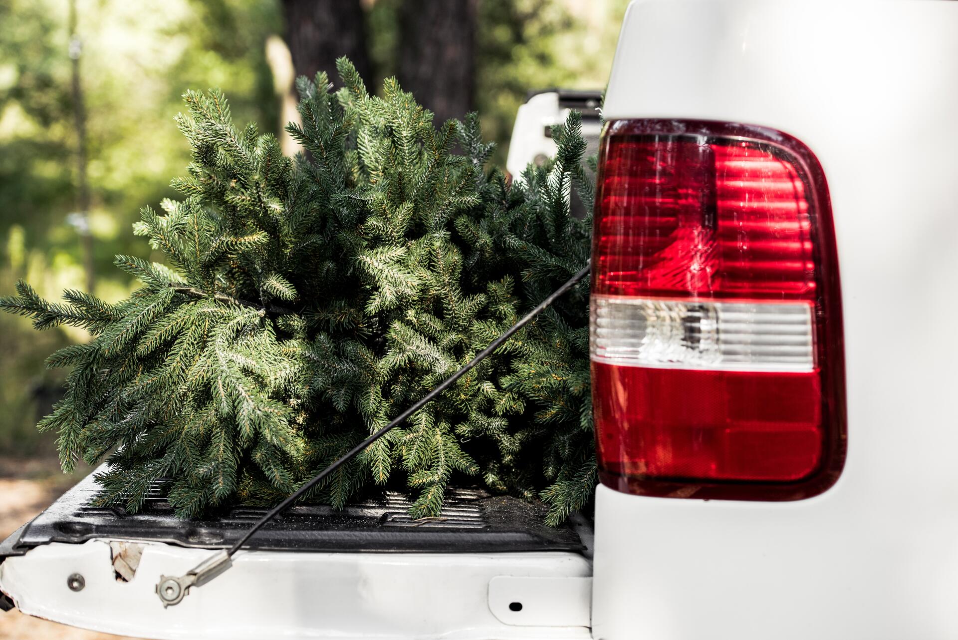 Víte, jak bezpečně převážet vánoční stromeček?